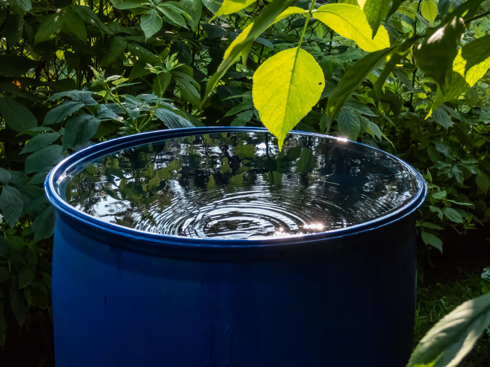 Blue, plastic water barrel reused for collecting and storing rainwater for watering plants full with water and water dripping from the roof during summer surrounded with vegetation